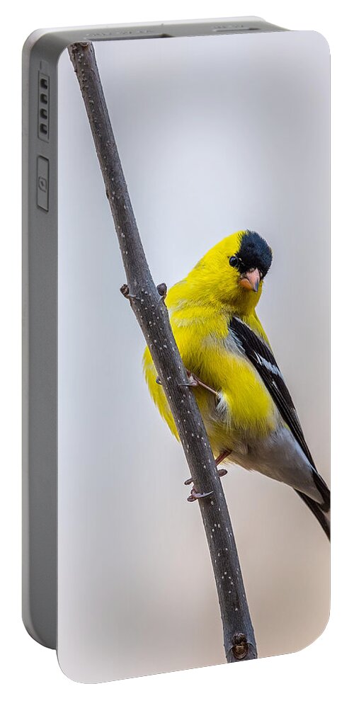 Male Portable Battery Charger featuring the photograph American Goldfinch Vertical by Paul Freidlund