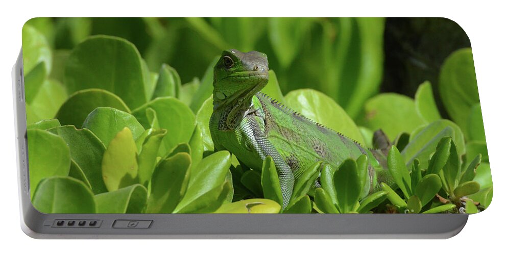 Iguana Portable Battery Charger featuring the photograph American Iguana Creeping through a Bush by DejaVu Designs