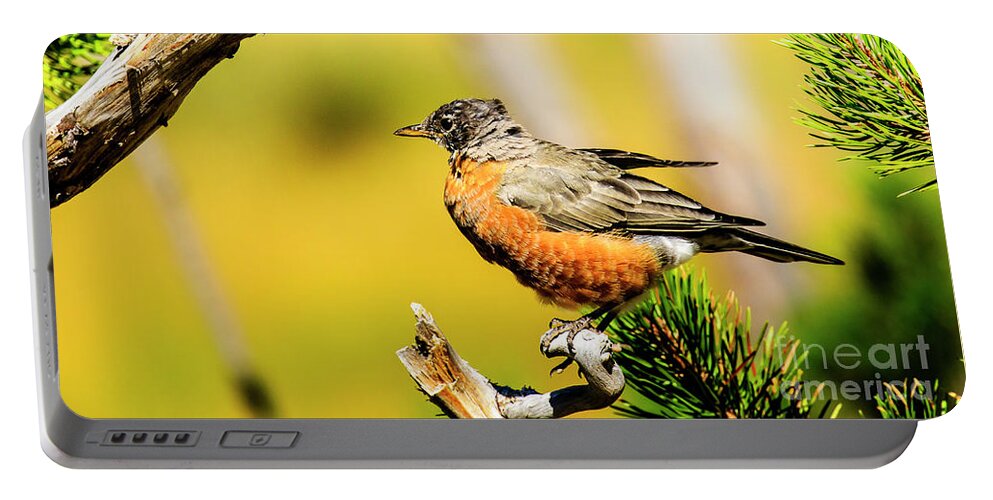 American Robin Portable Battery Charger featuring the photograph American Robin by Ben Graham