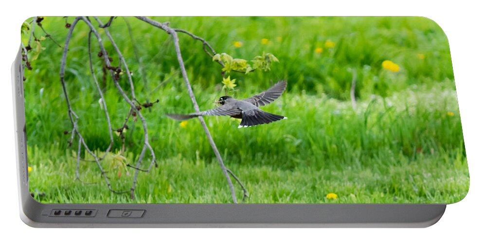 American Robin Portable Battery Charger featuring the photograph American Robin in Flight by Holden The Moment