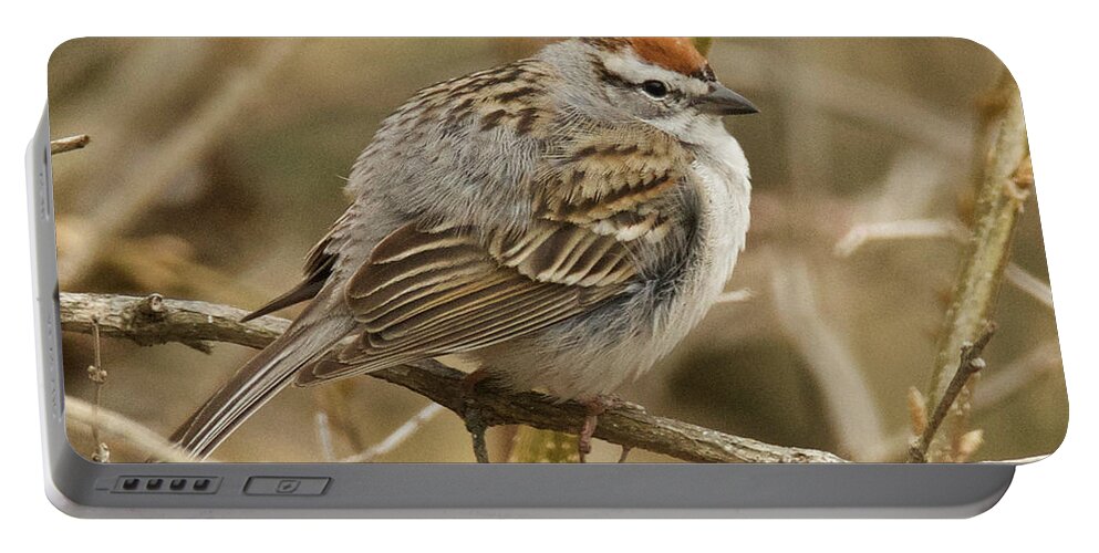 Bird Portable Battery Charger featuring the photograph American Tree Sparrow 3511 by Michael Peychich