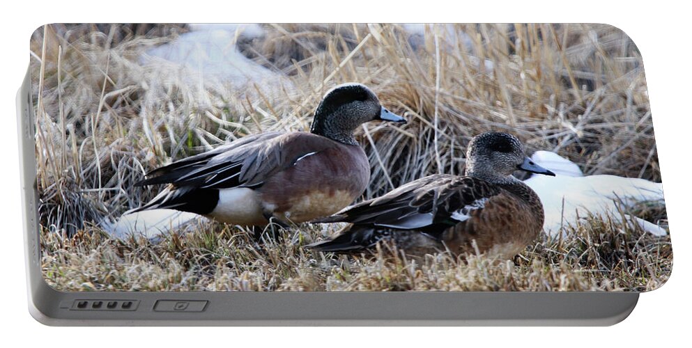 American Wigeon Mated Pair Portable Battery Charger featuring the photograph American Wigeon Mated Pair by Alyce Taylor