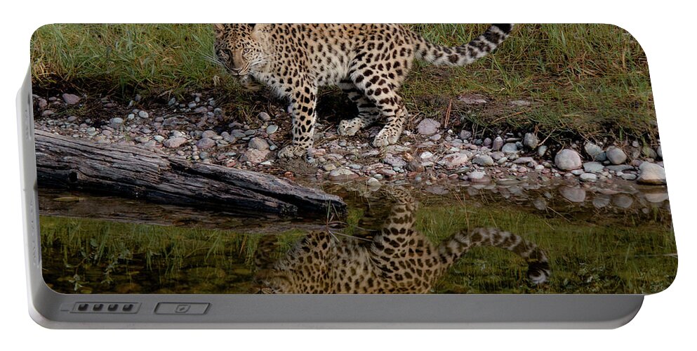 Amur Leopard Portable Battery Charger featuring the photograph Amur Leopard Reflection by Teresa Wilson