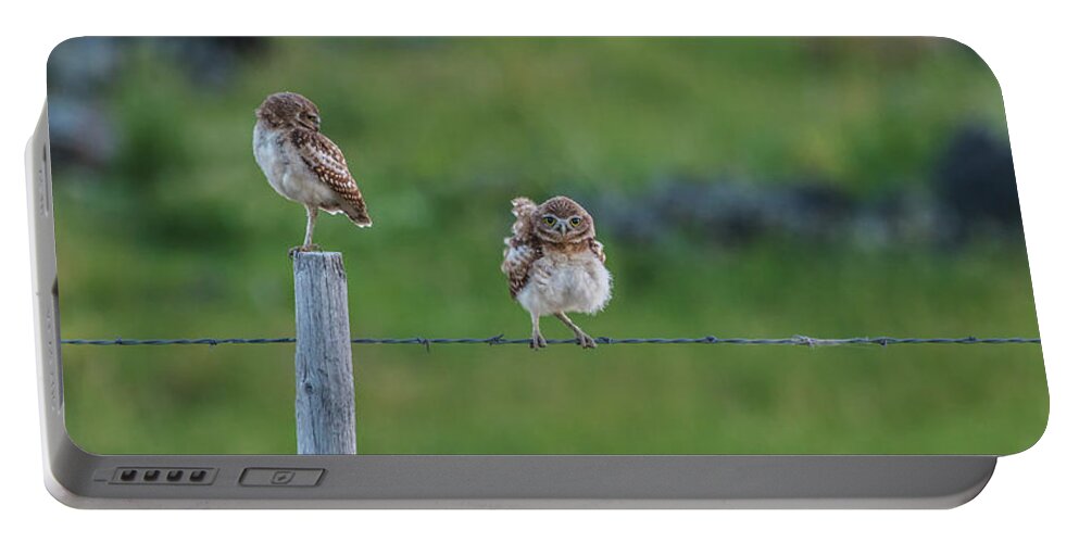 Owls Portable Battery Charger featuring the photograph An Evening With Two Owls by Yeates Photography