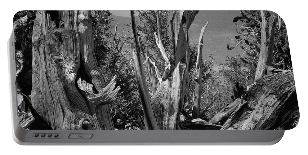Bristlecone Pine Portable Battery Charger featuring the photograph Ancient Bristlecone Pine Tree, Composition 8, Inyo National Forest, White Mountains, California by Kathy Anselmo