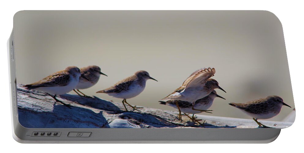 Birds Portable Battery Charger featuring the photograph And one piper launches by Jeff Swan