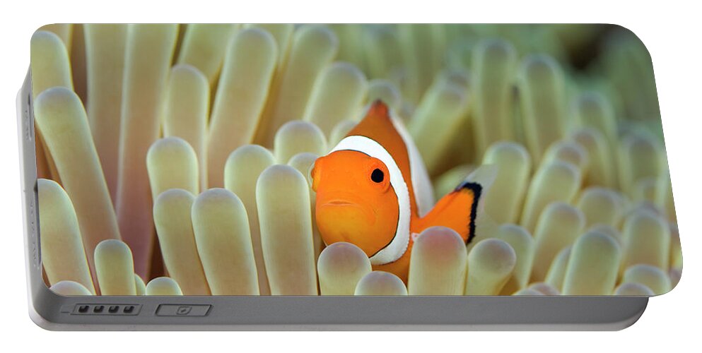 Clownfish Portable Battery Charger featuring the photograph Anemone and Nemoish. by MotHaiBaPhoto Prints