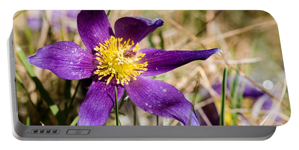 Anemone Pulsatilla Portable Battery Charger featuring the photograph Anemone pulsatilla by Torbjorn Swenelius