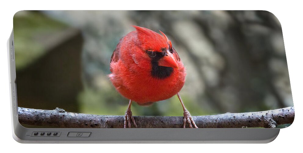 Angry Bird Portable Battery Charger featuring the photograph Angry Bird by Jemmy Archer