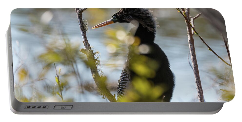Anhinga Portable Battery Charger featuring the photograph Anhinga 3 March 2018 by D K Wall