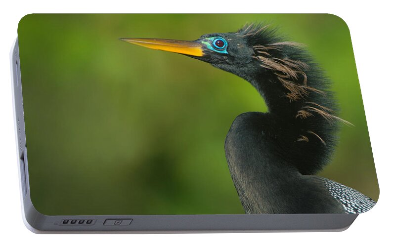 Photography Portable Battery Charger featuring the photograph Anhinga Anhinga Anhinga, Tortuguero by Panoramic Images