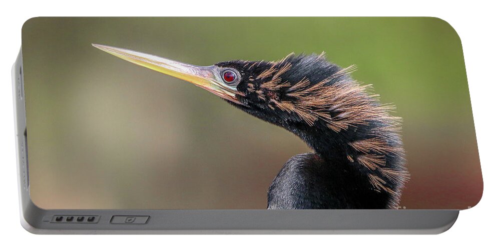 Anhinga Portable Battery Charger featuring the photograph Anhinga Portrait by Tom Claud
