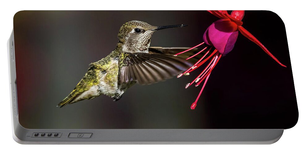 Birds Portable Battery Charger featuring the photograph Anna Juvenile Hummingbird by Sal Ahmed