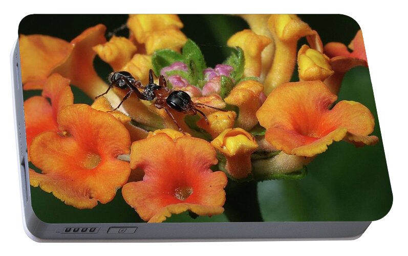 Insects Portable Battery Charger featuring the photograph Ant on Plant by Richard Rizzo