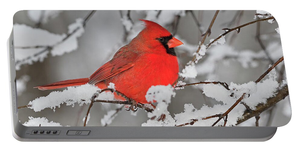 Northern Cardinal Portable Battery Charger featuring the photograph Anticipation by Tony Beck