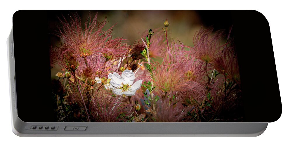  Santa Portable Battery Charger featuring the photograph Apache Plume in Bloom by Paul LeSage