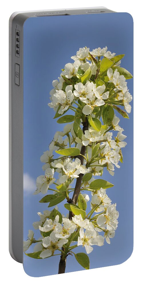 Apple Blossom Portable Battery Charger featuring the photograph Apple blossom in spring by Matthias Hauser