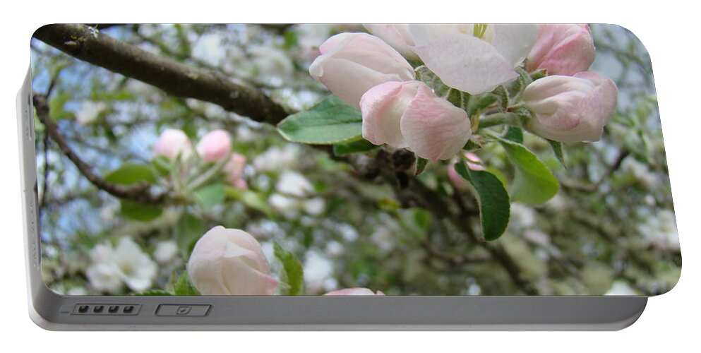 Apple Portable Battery Charger featuring the photograph APPLE TREE BLOSSOMS Art Prints Apple Blossom Buds Baslee Troutman by Patti Baslee