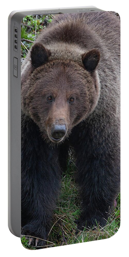 Mark Miller Photos Portable Battery Charger featuring the photograph Approaching Grizzly by Mark Miller