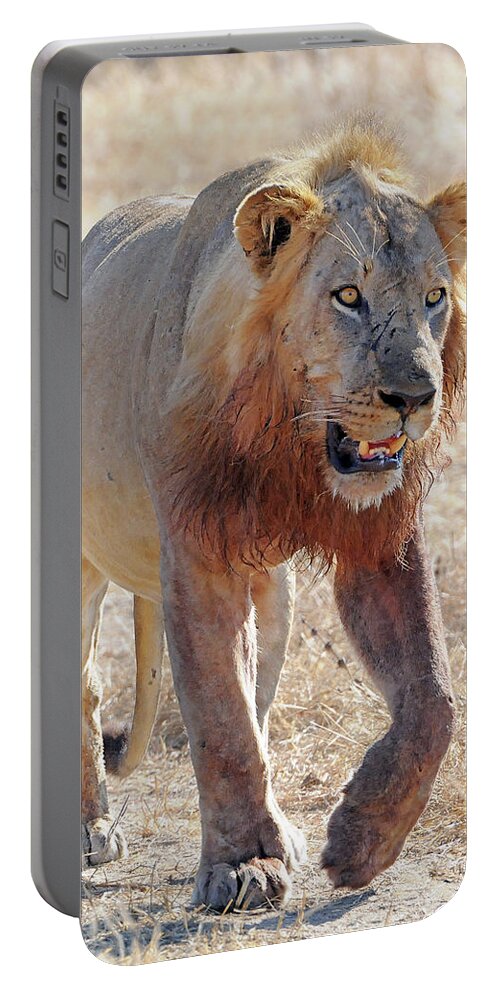 Lion Portable Battery Charger featuring the photograph Approaching Lion by Ted Keller