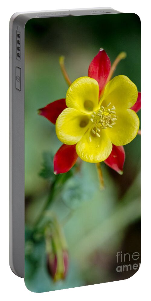 Flowers Portable Battery Charger featuring the photograph Aquilegia by Elena Perelman