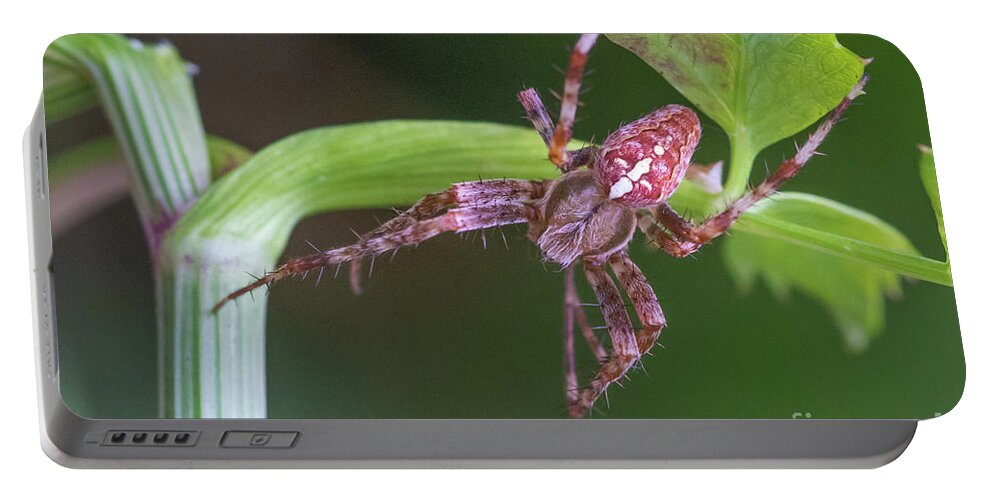 Animal Portable Battery Charger featuring the photograph Araneus diadematus male by Jivko Nakev