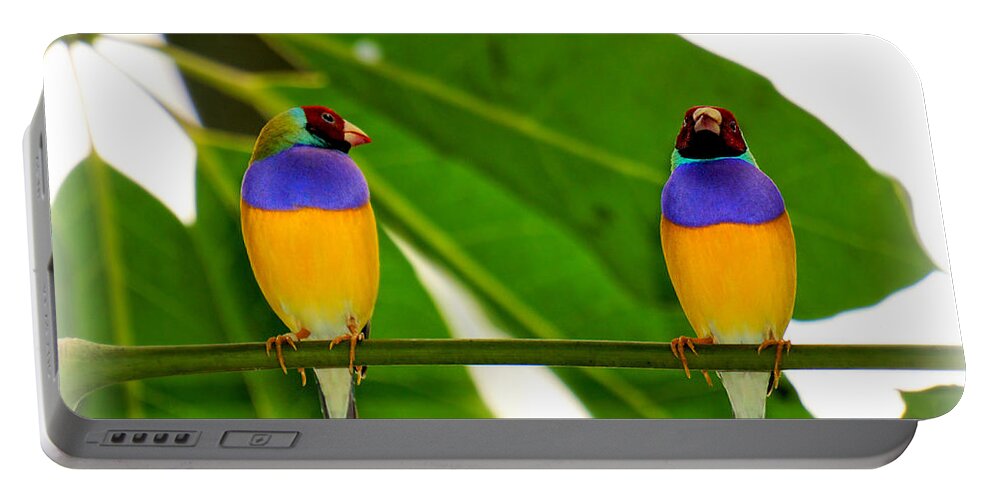 Little Bird Portable Battery Charger featuring the photograph Are you serious? by Lilia S