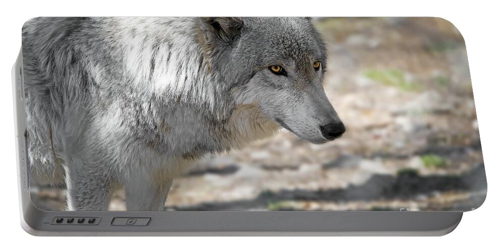 Canis Lupus Portable Battery Charger featuring the photograph Artic Wolf by Anthony Sacco