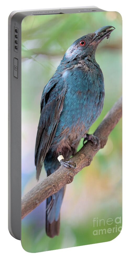 Bird Portable Battery Charger featuring the photograph Asian Fairy Bluebird by Baggieoldboy