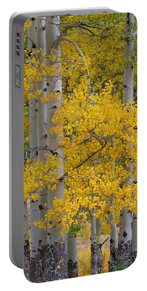 Autumn Colors Portable Battery Charger featuring the photograph Aspen Bouquet by Jim Garrison
