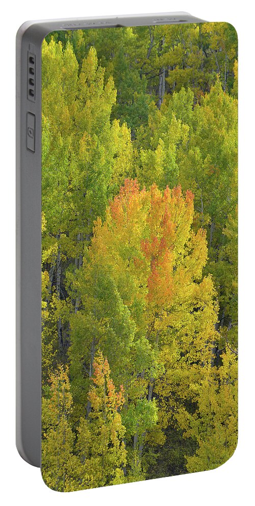 Colorado Portable Battery Charger featuring the photograph Aspens Glowing in Evening Sunlight by Ray Mathis