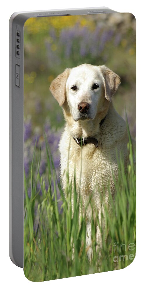 Dog Portable Battery Charger featuring the photograph At Attention by Jim And Emily Bush