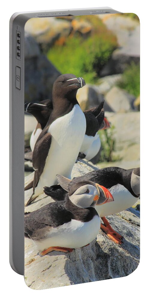 Wildlife Portable Battery Charger featuring the photograph Atlantic Puffins and Razorbill by John Burk