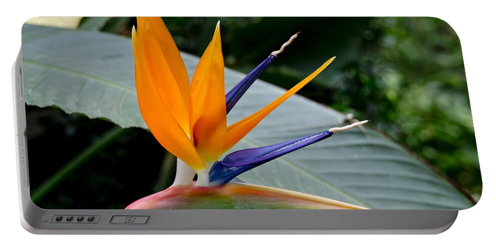 Exotic Flower Portable Battery Charger featuring the photograph Audacious by Elena Perelman