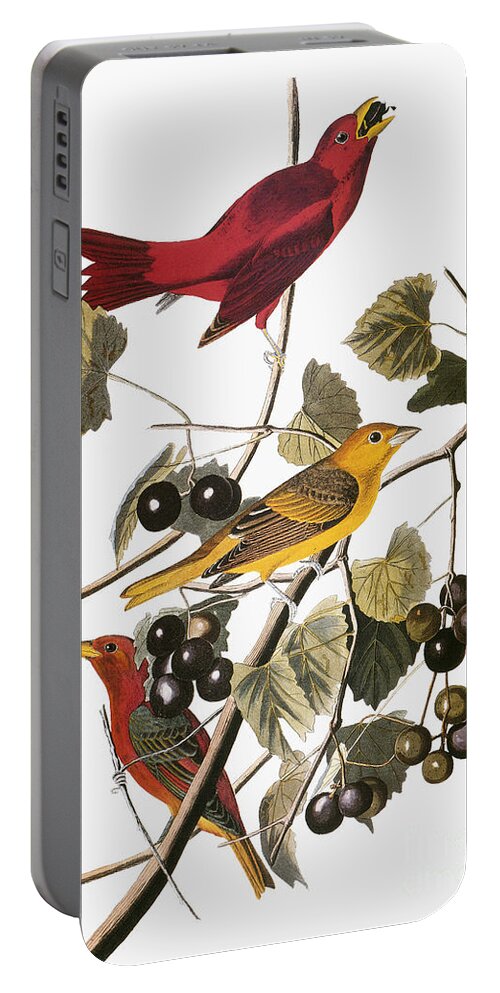 1838 Portable Battery Charger featuring the drawing Summer Tanager #2 by John James Audubon