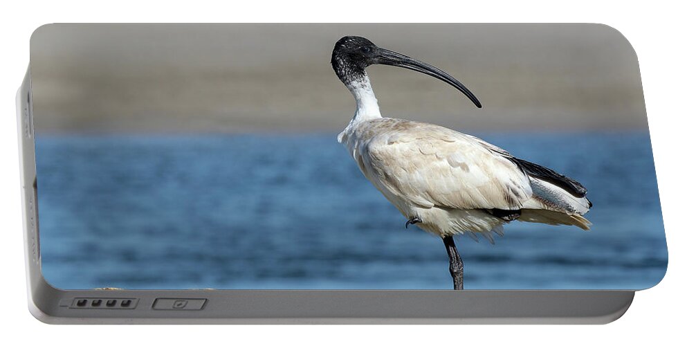 Australian White Ibis Portable Battery Charger featuring the digital art Australian White Ibis 06158 by Kevin Chippindall