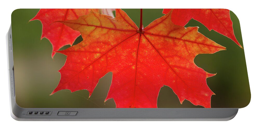 Oak Portable Battery Charger featuring the photograph Autumn In Oregon by Nick Boren