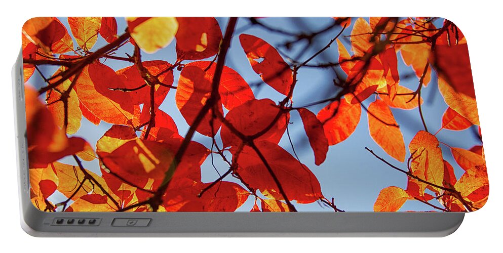 Fall Colors Portable Battery Charger featuring the photograph Autumn in the arboretum by Kunal Mehra
