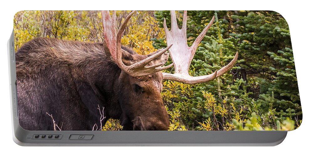Moose Portable Battery Charger featuring the photograph Autumn Moose #2 by Mindy Musick King
