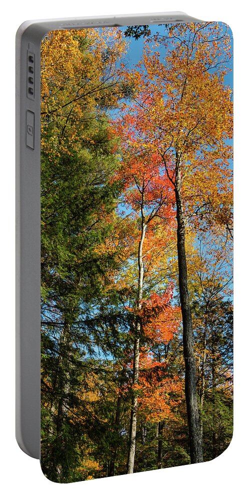 Autumn Portable Battery Charger featuring the photograph Autumn Trees by Barry Wills