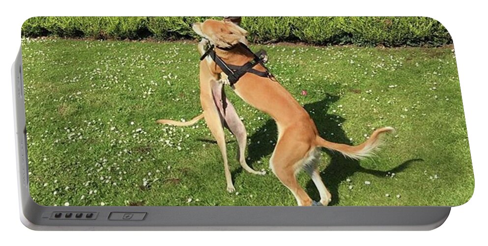 Persiangreyhound Portable Battery Charger featuring the photograph Ava The Saluki And Finly The Lurcher by John Edwards