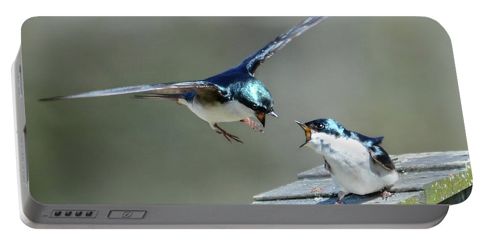 Tree Swallow Portable Battery Charger featuring the photograph Avian Air Traffic Control by Amy Porter