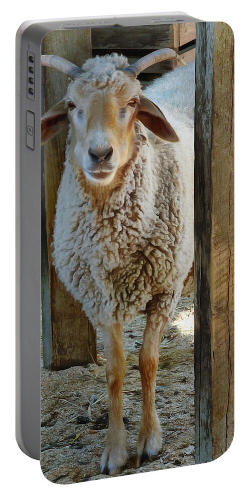 Animal Portable Battery Charger featuring the photograph Awassi Sheep by Steve Taylor