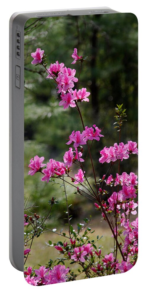 Spring Flower Portable Battery Charger featuring the photograph Azaleas II by Susanne Van Hulst