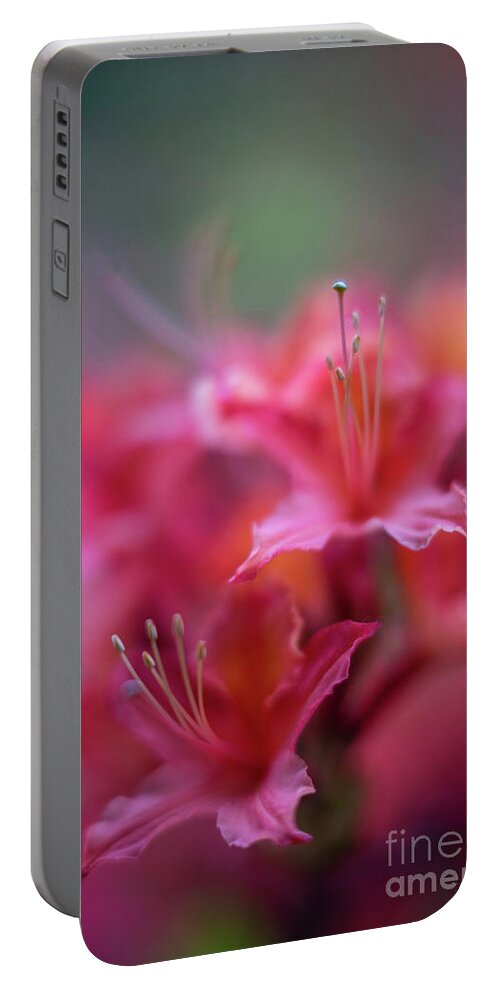 Azaleas Portable Battery Charger featuring the photograph Azaleas Soft Flowers Details by Mike Reid