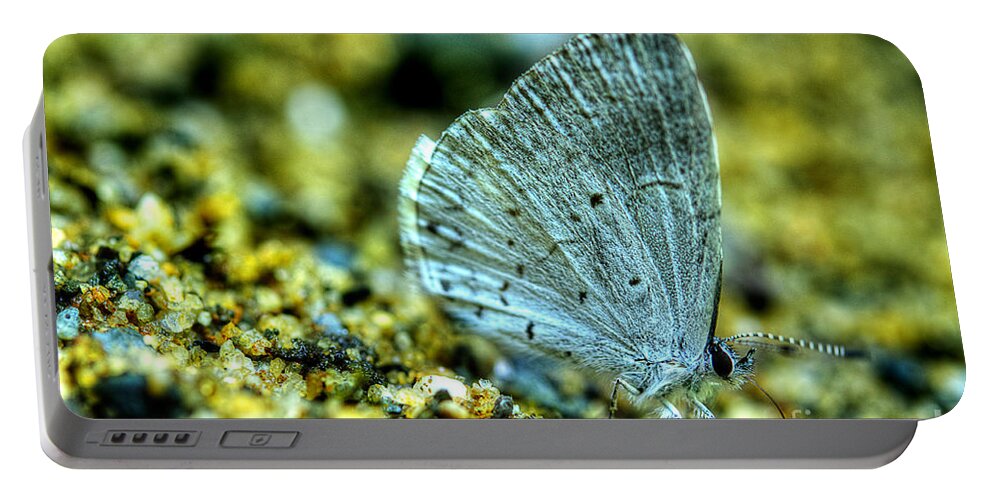 Light Blue Butterfly Portable Battery Charger featuring the photograph Azure On The Sand by Michael Eingle