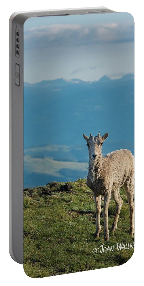 Big Horn Sheep Portable Battery Charger featuring the photograph Baby Big Horn Sheep by Joan Wallner