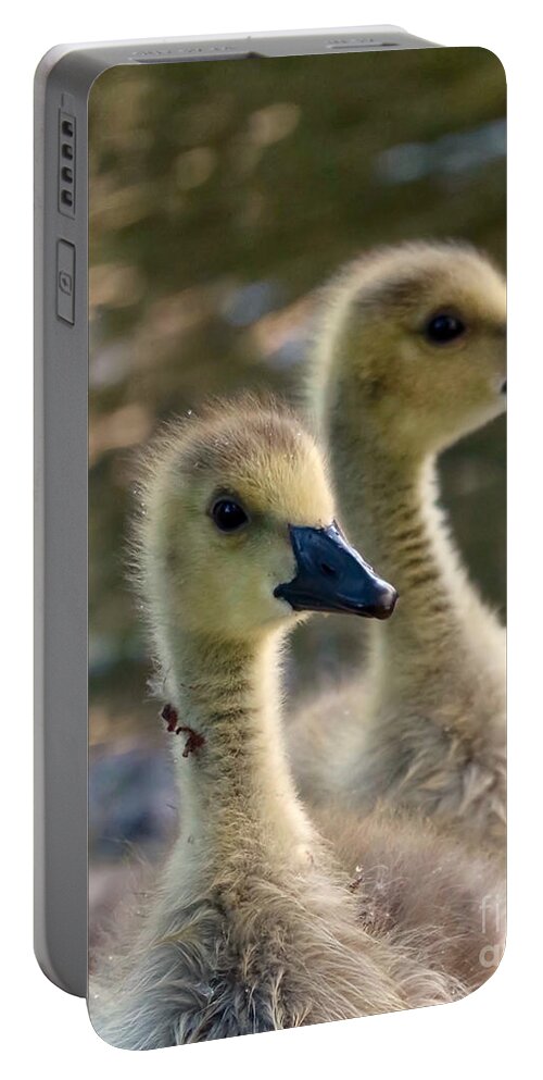 Geese Portable Battery Charger featuring the photograph Baby Geese Headshot by Beth Myer Photography