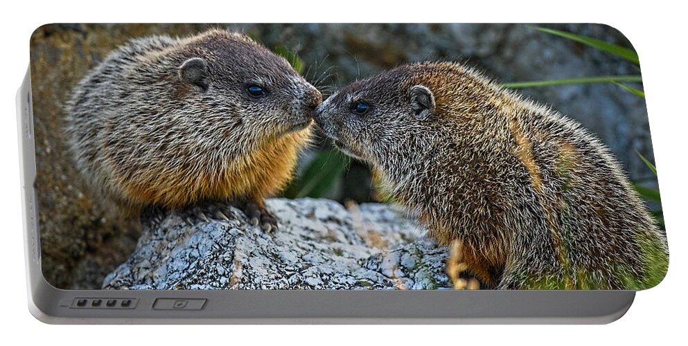 Baby Animals Portable Battery Charger featuring the photograph Baby Groundhogs Kissing by Bob Orsillo