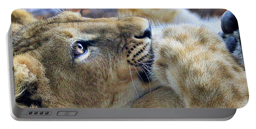 Lion Portable Battery Charger featuring the photograph Baby Lion by Steve McKinzie